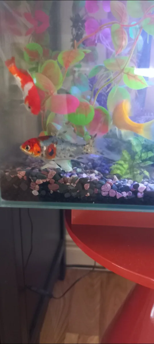 Fluval Edge, Burnt Orange 2.0 23L Aquarium … - Image 4