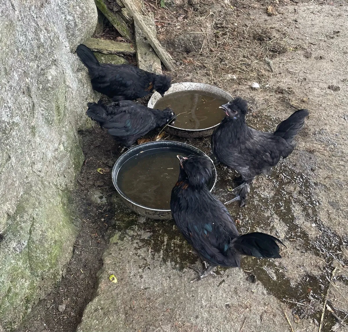 4 silkie chickens - Image 1