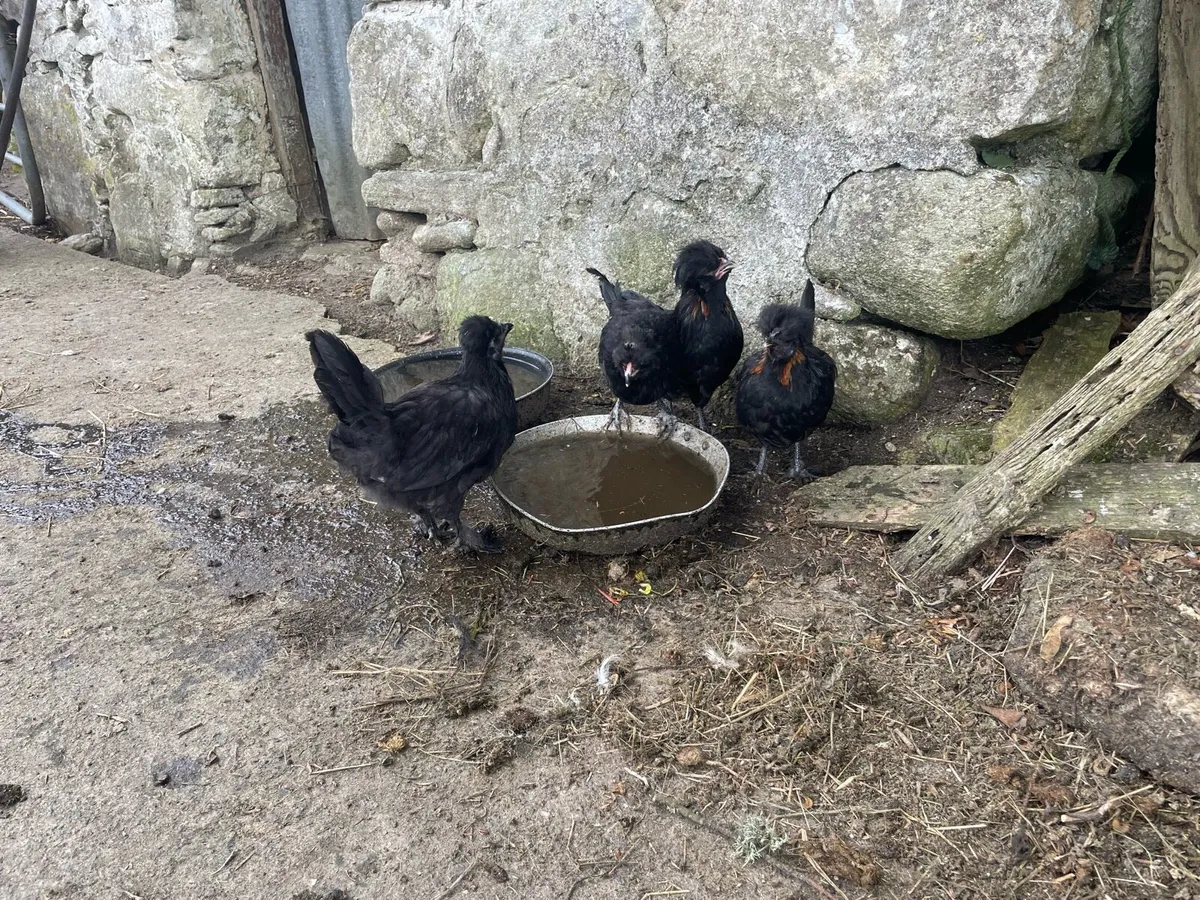 4 silkie chickens - Image 2