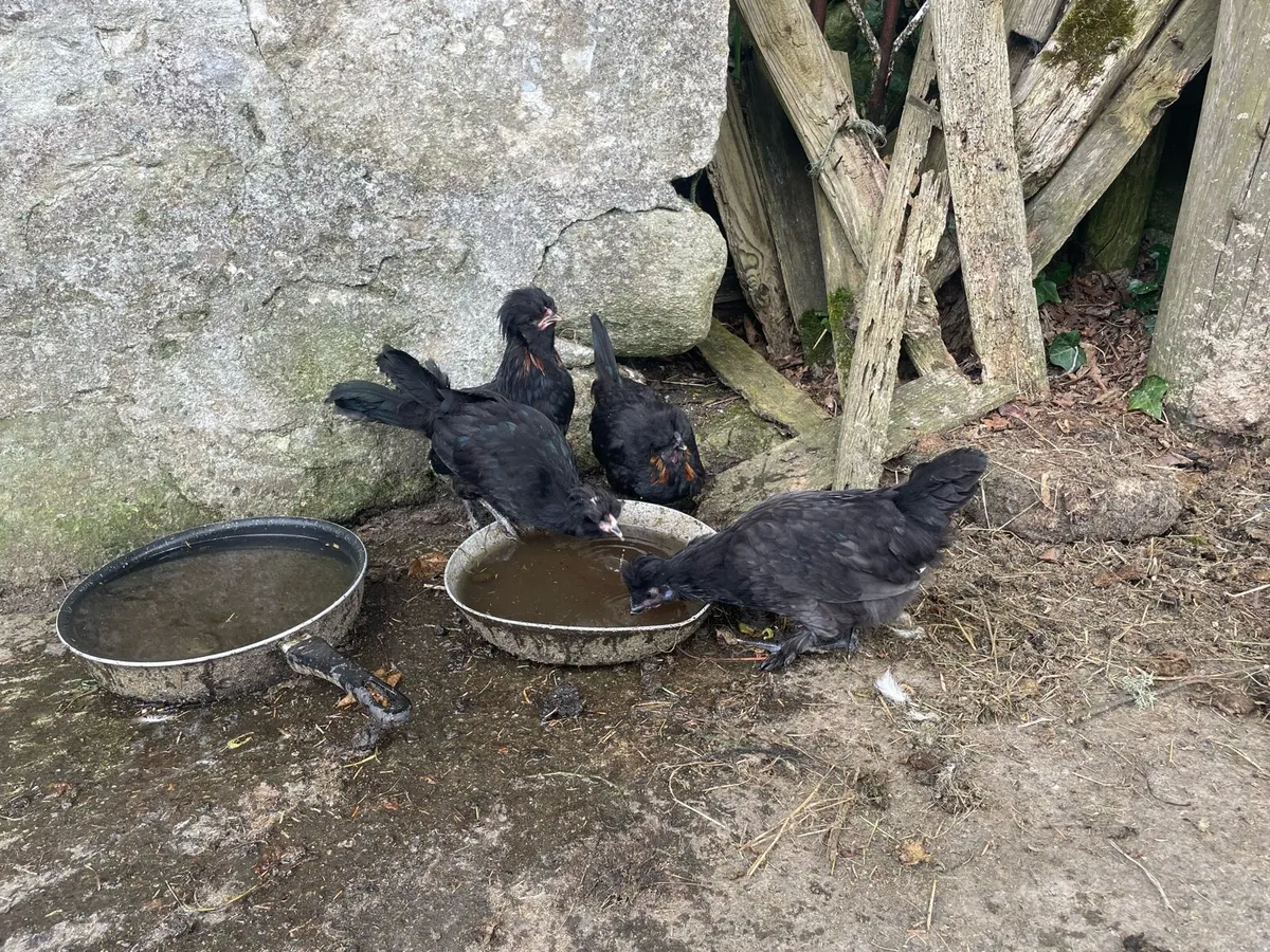 4 silkie chickens - Image 3