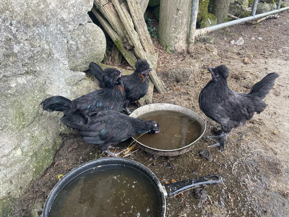 4 silkie chickens - Image 4