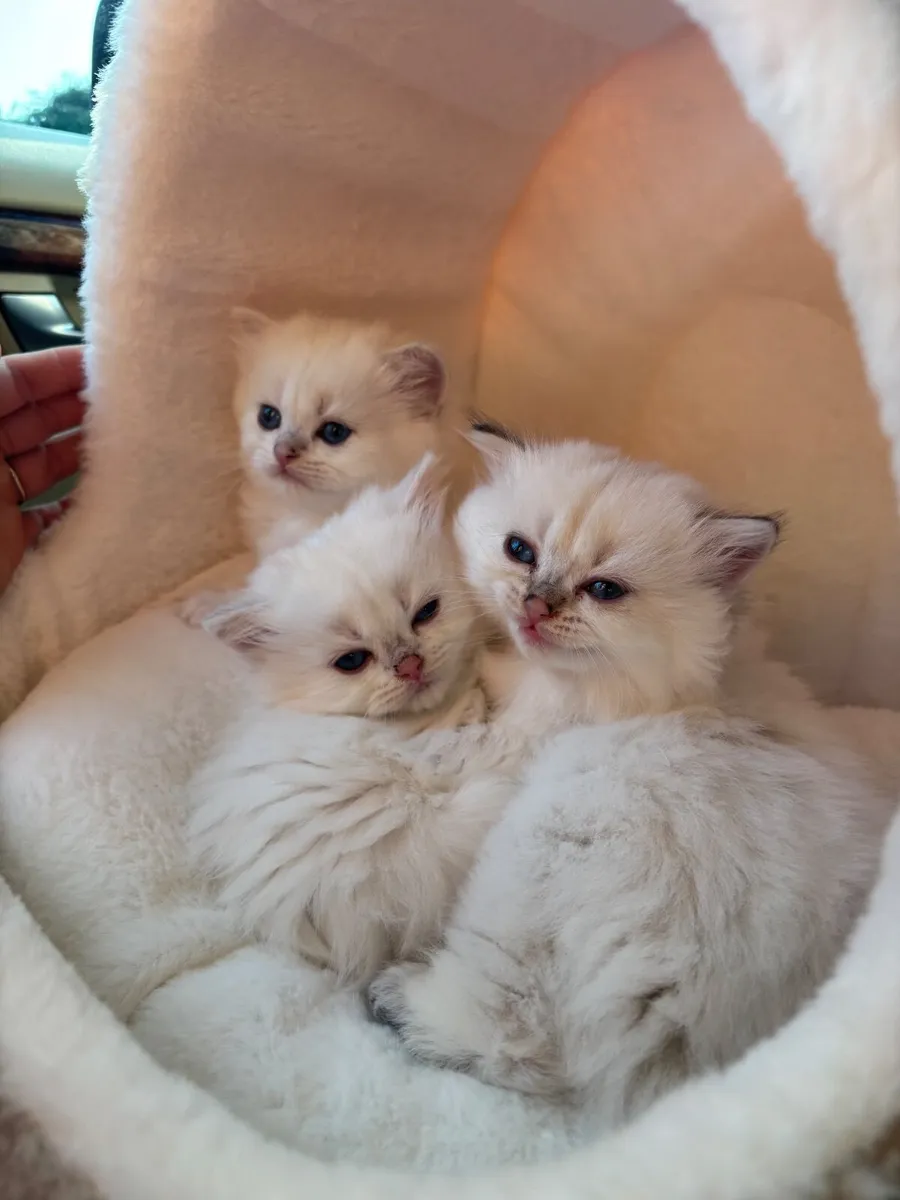 🐾 British Longhair Kittens with TICA Pedigree - Image 2
