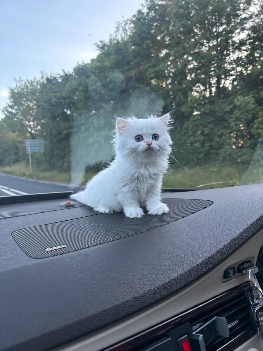 🐾 British Longhair Kittens with TICA Pedigree - Image 3