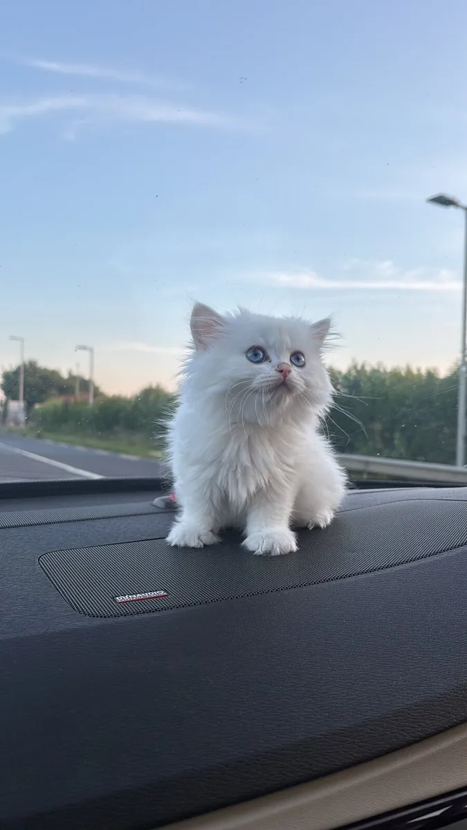🐾 British Longhair Kittens with TICA Pedigree - Image 1
