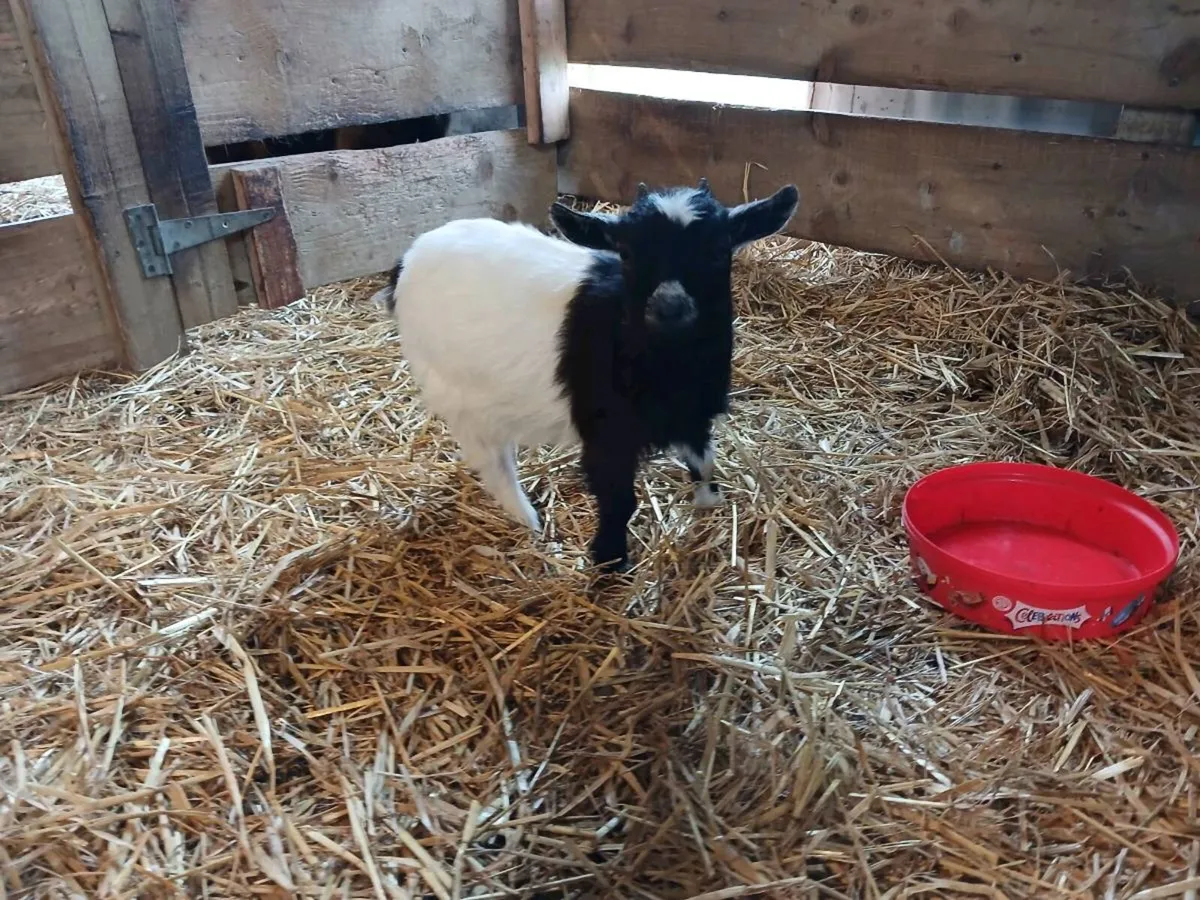 Tiny female pygmy goats for sale €300 - Image 3