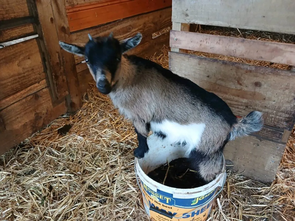 Tiny female pygmy goats for sale €300 - Image 4