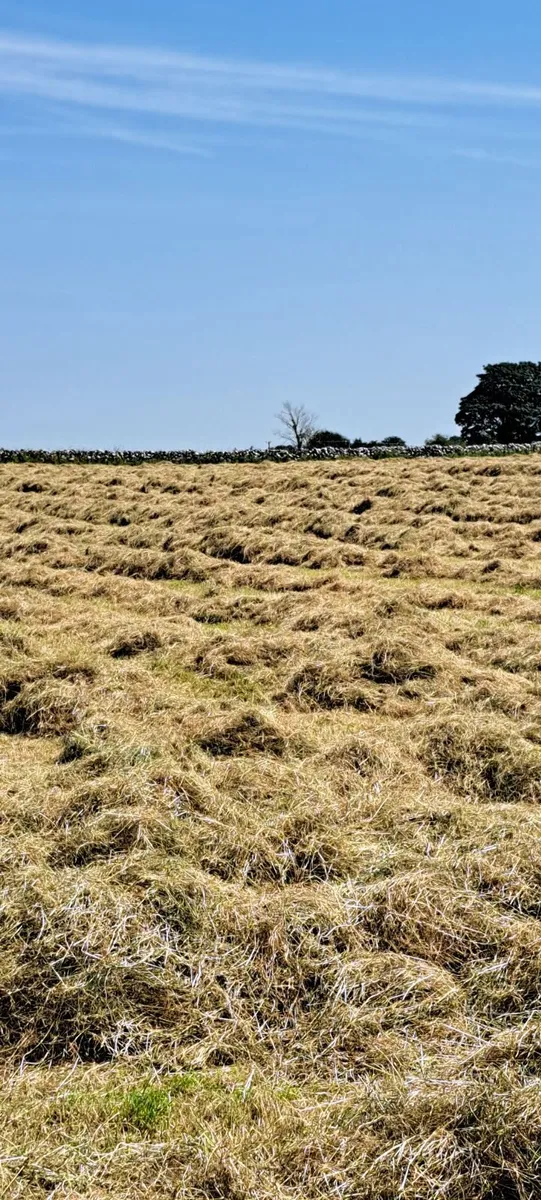 Square bales of hay - Image 2