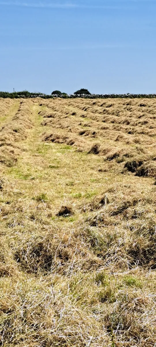 Square bales of hay - Image 3