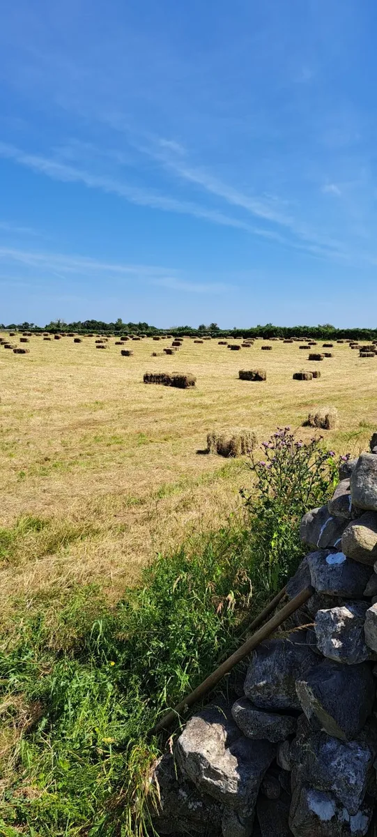 Square bales of hay - Image 4