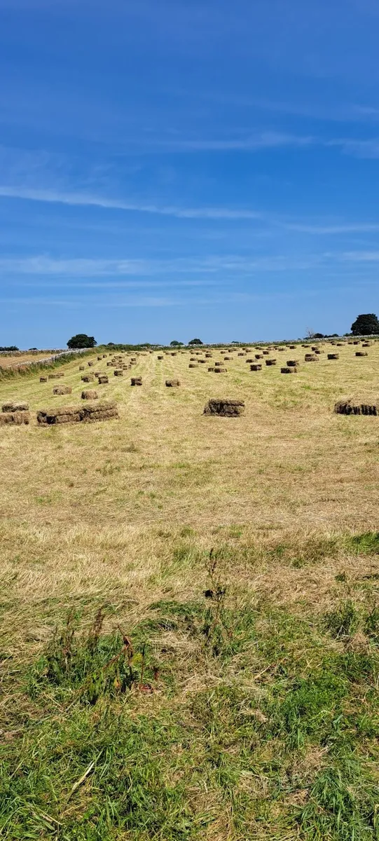 Square bales of hay - Image 1