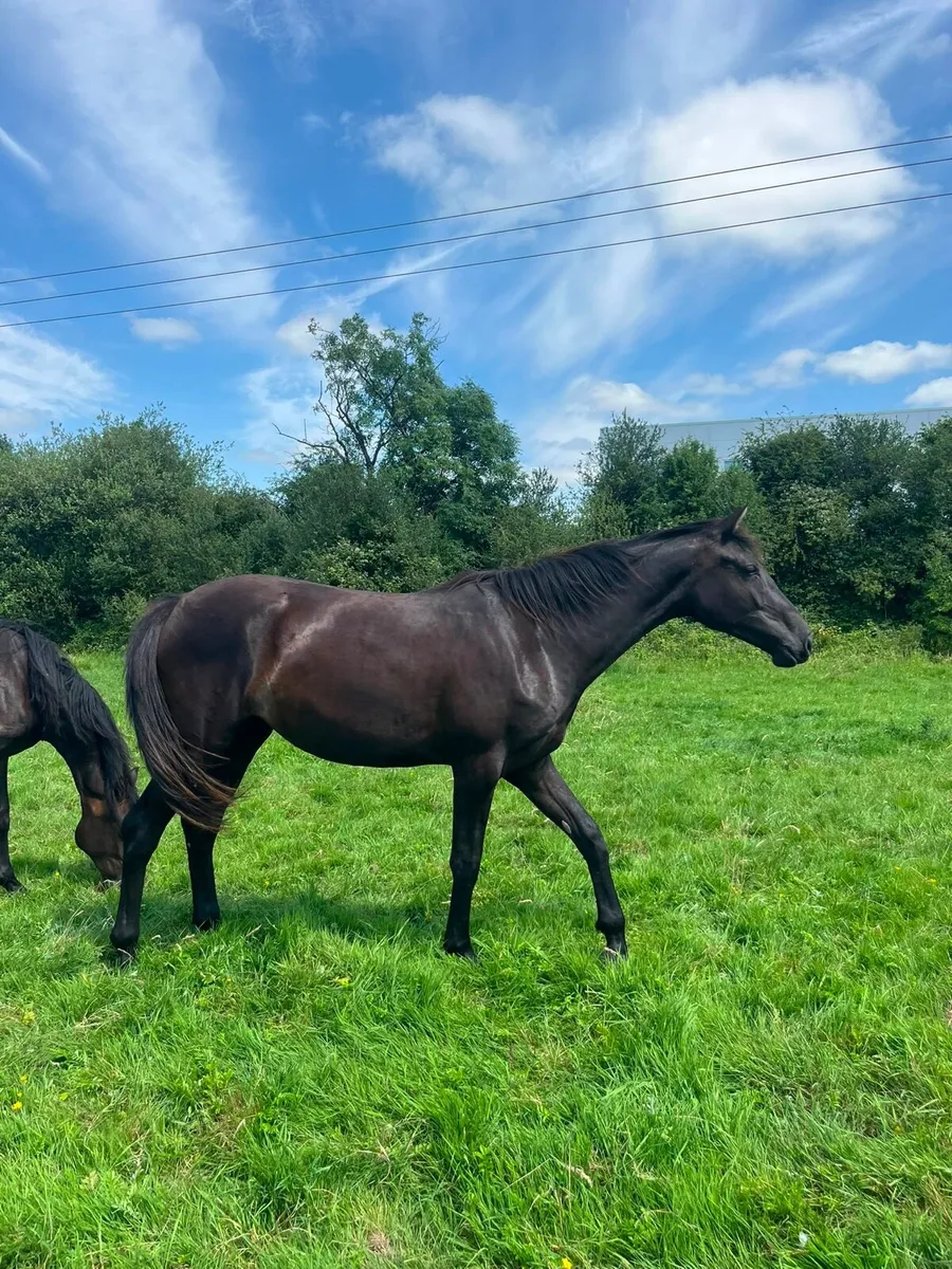 Pair of show quality two year olds! - Image 3