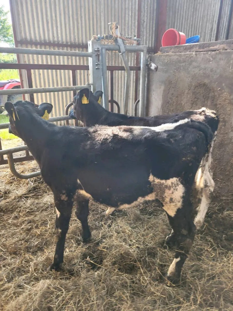 2 fresian bull calves - Image 4