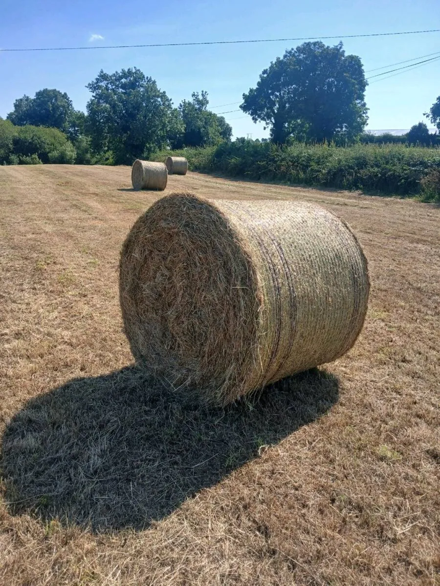 Hay