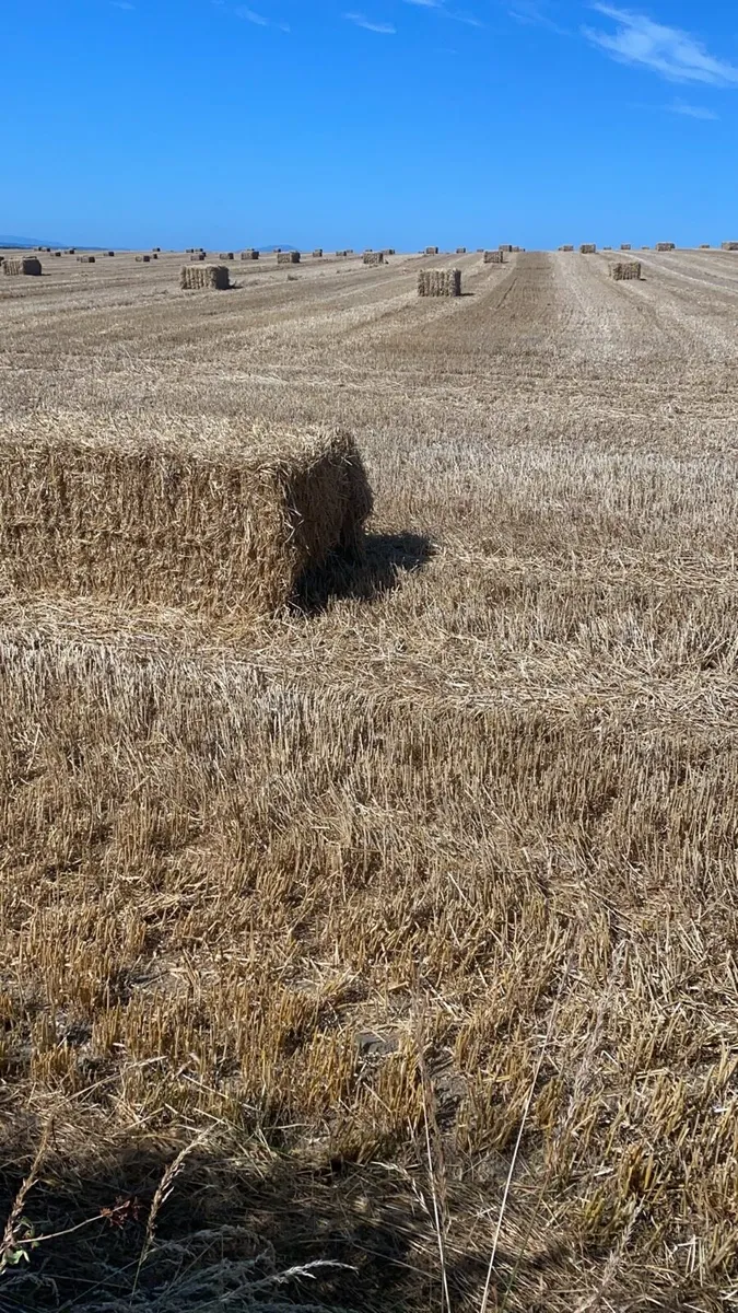 2026 Barley or wheaten straw - Image 2