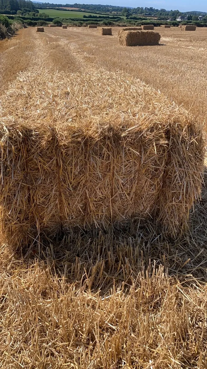 2026 Barley or wheaten straw - Image 1