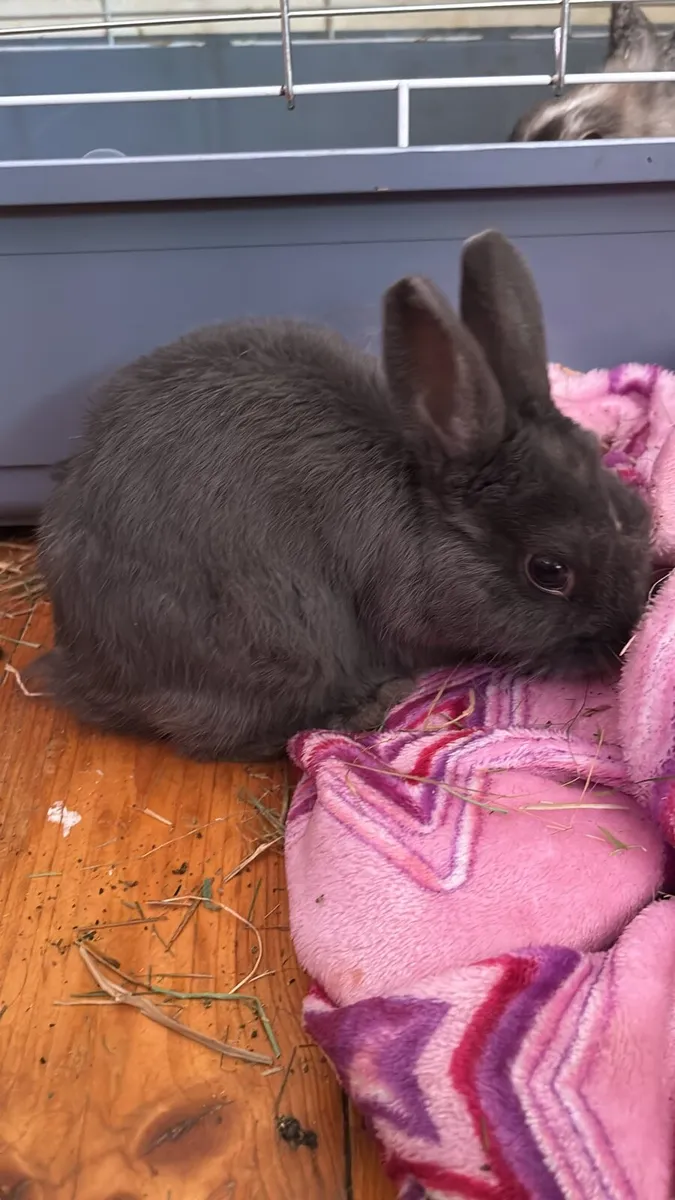 Rabbit - Image 2