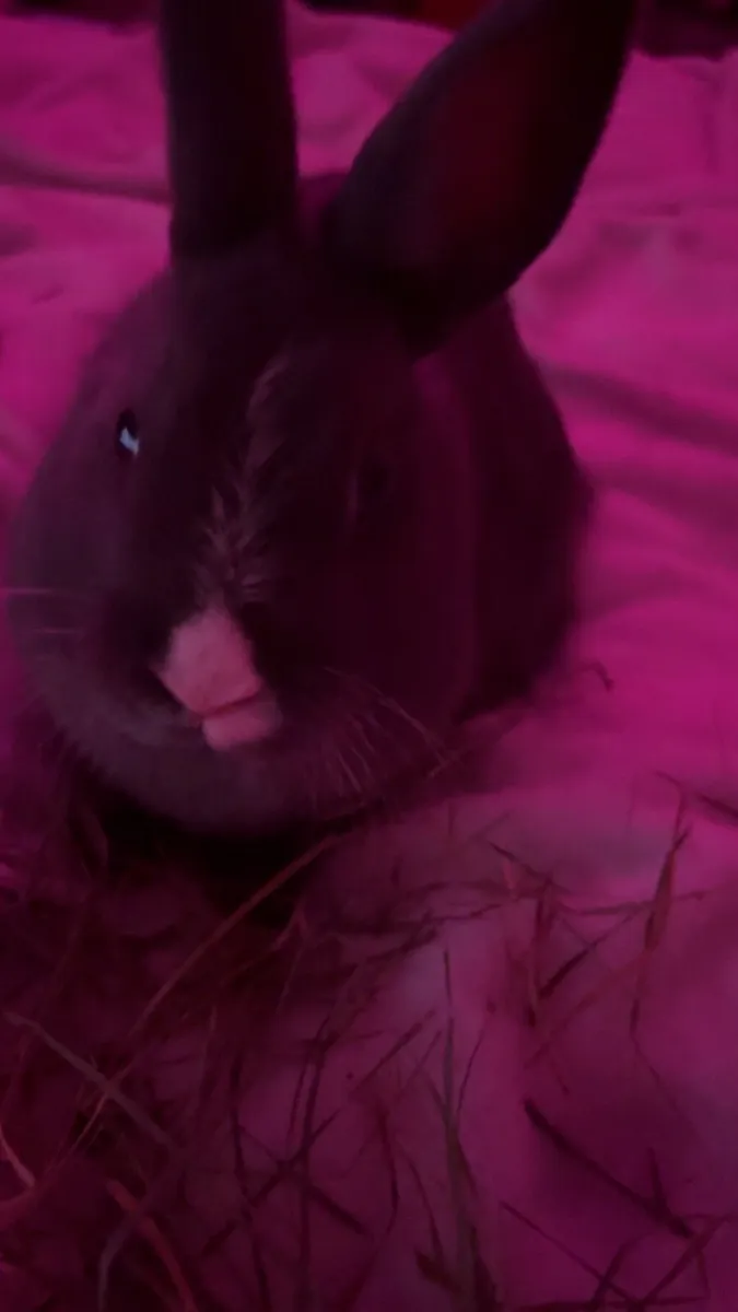 Rabbit - Image 1