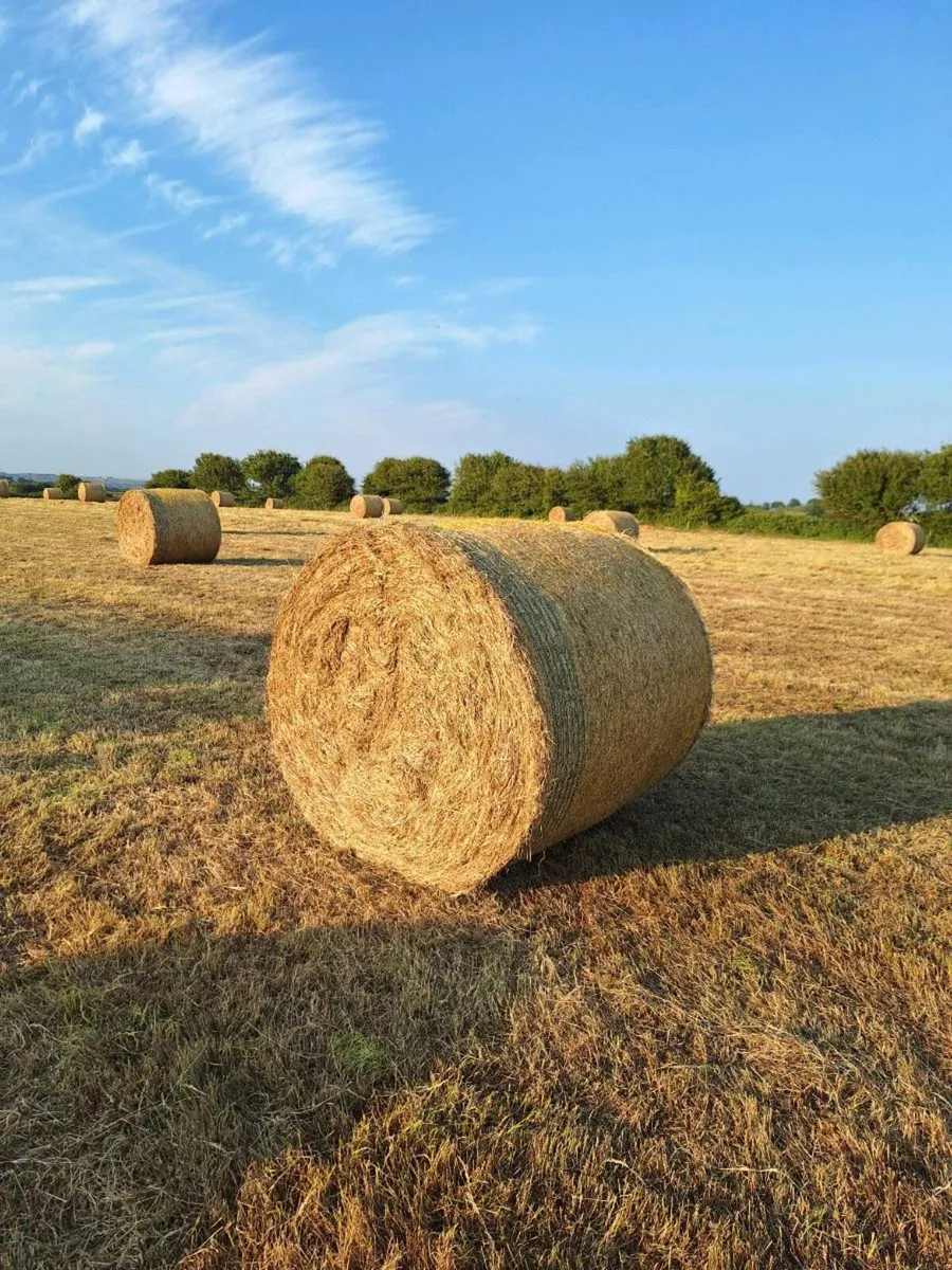 Hay. - Image 1
