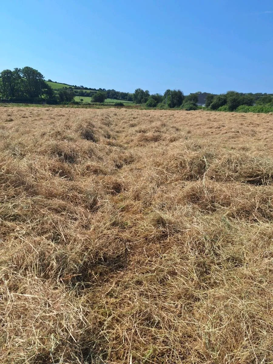 Hay. - Image 2