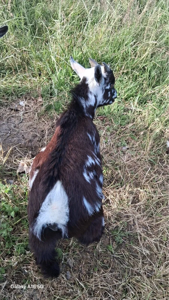 Pygmy goats - Image 4
