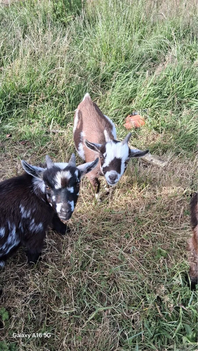 Pygmy goats - Image 1