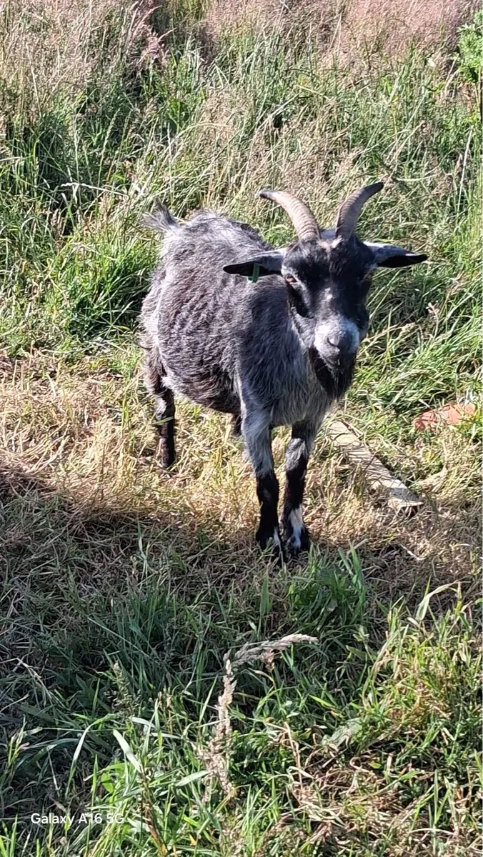 Pygmy goats - Image 2
