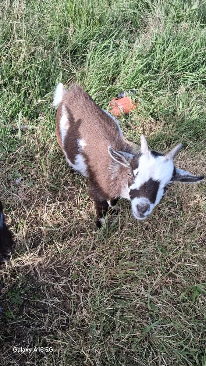 Pygmy goats - Image 3