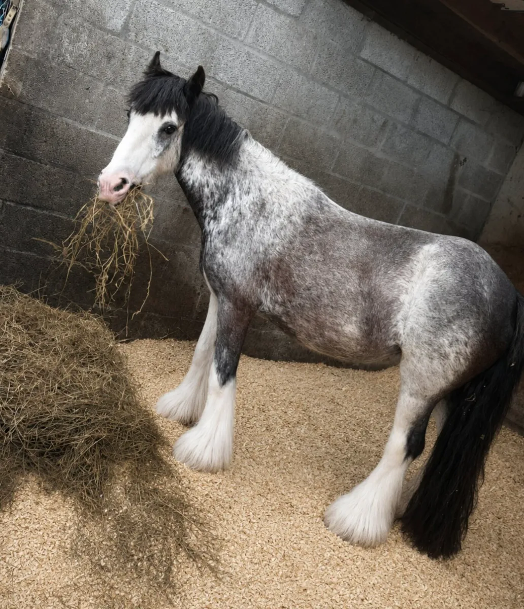 Perfect child's pony - Image 2