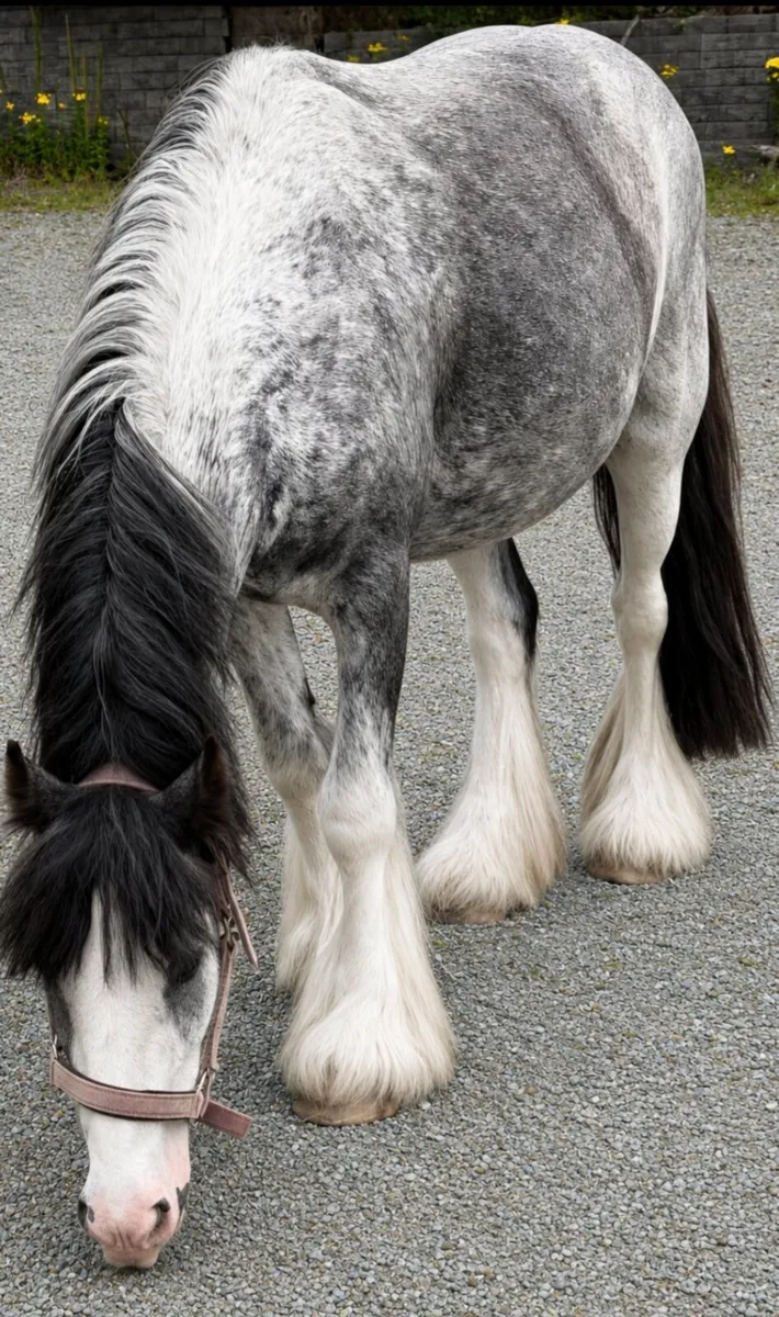 Perfect child's pony - Image 3