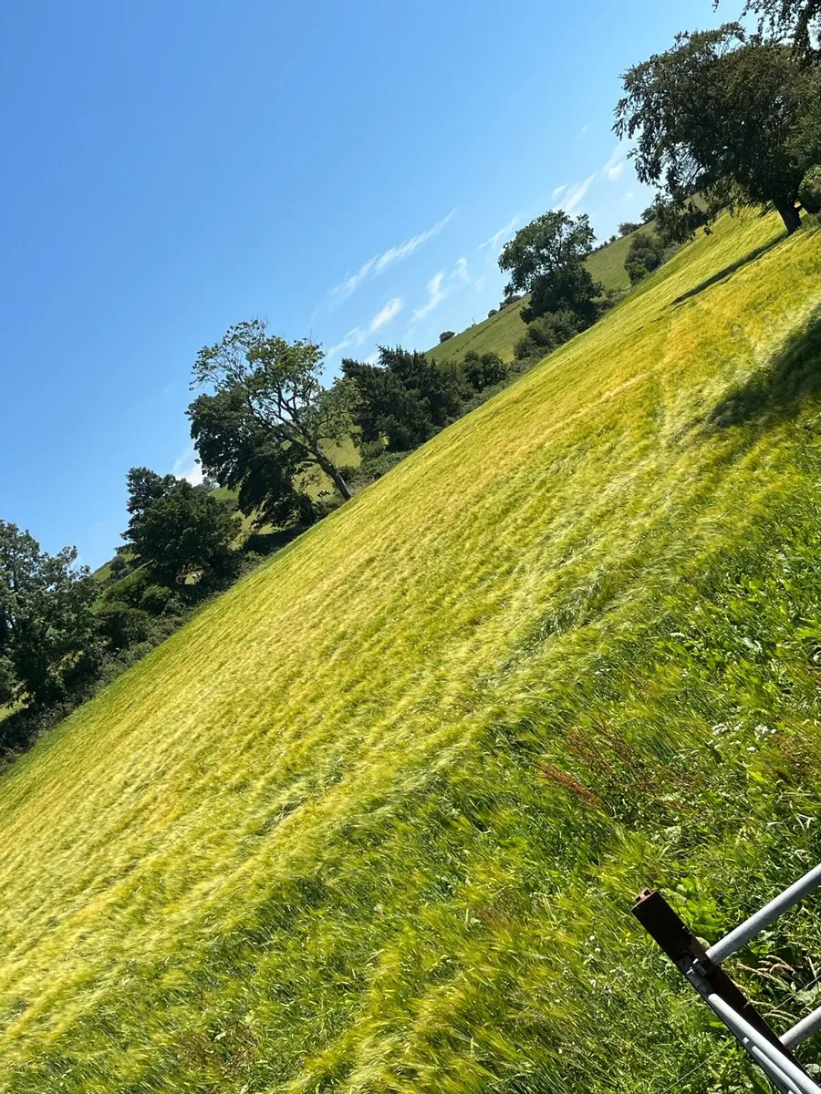 Arable silage - Image 1