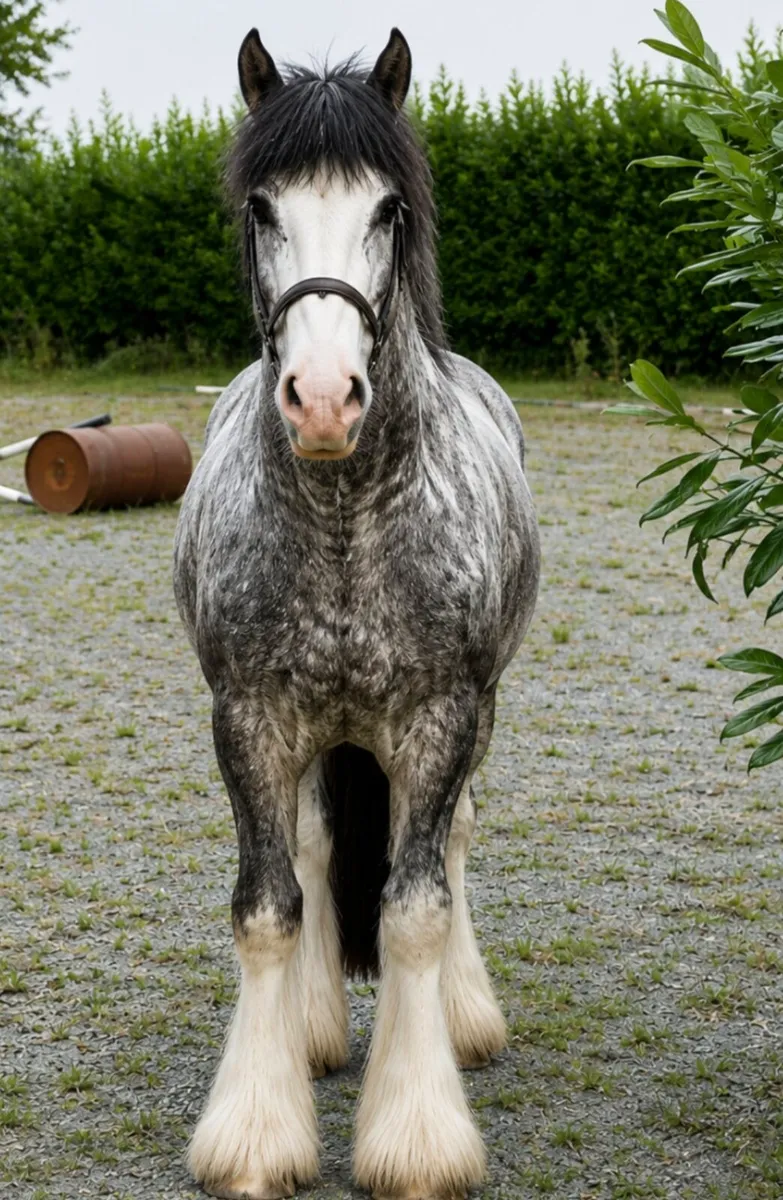 Perfect child's pony - Image 4