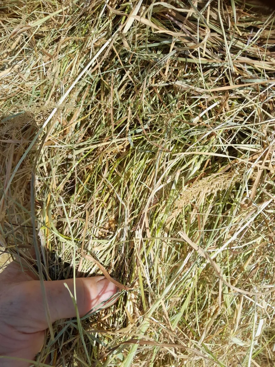 Hay Bales - Image 2