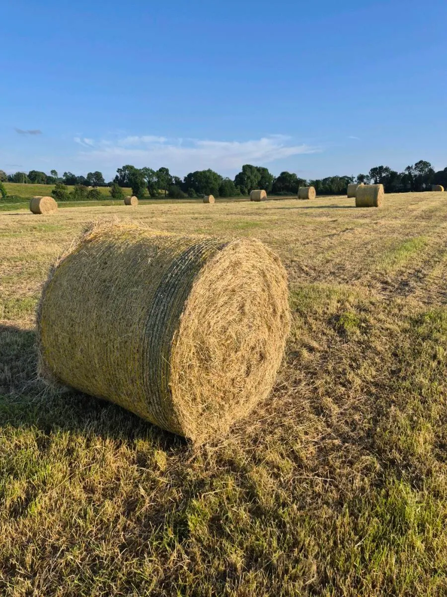 Quality Round Bales Of Hay - Image 1
