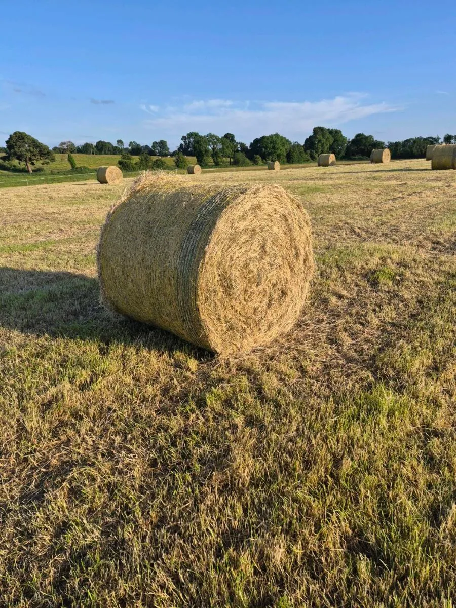 Quality Round Bales Of Hay - Image 2