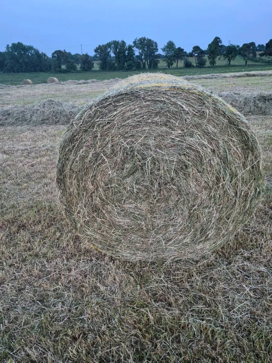 Quality Round Bales Of Hay - Image 3
