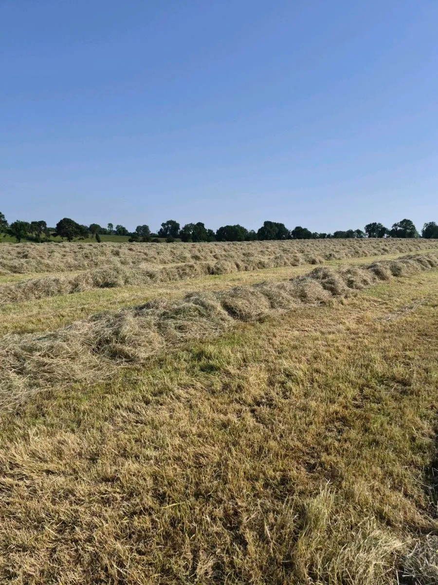 Quality Round Bales Of Hay - Image 4