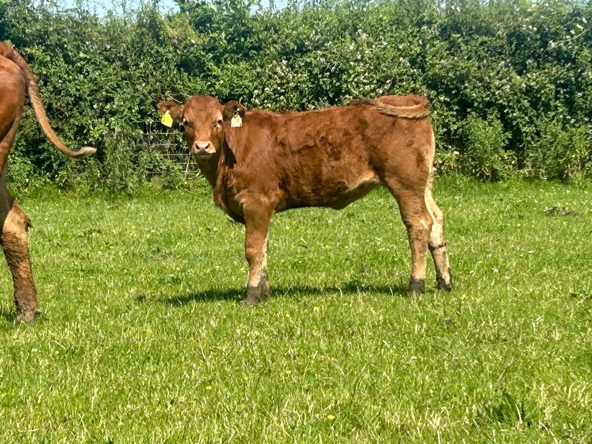 5 star ⭐⭐️⭐️⭐️⭐️heifer and heifer calf - Image 2