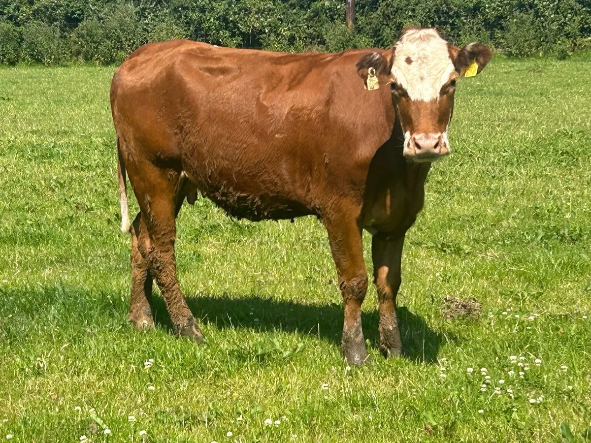 5 star ⭐⭐️⭐️⭐️⭐️heifer and heifer calf - Image 3