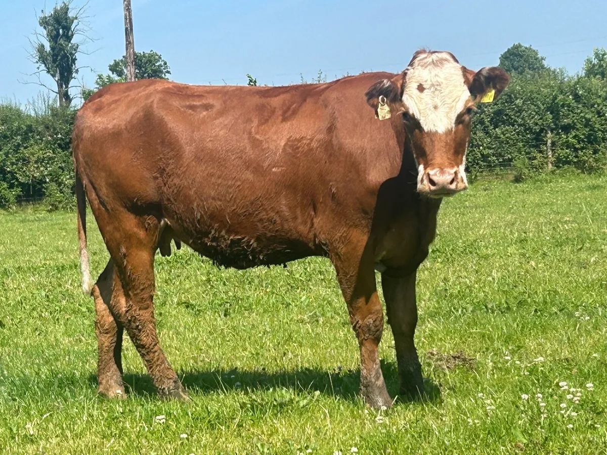 5 star ⭐⭐️⭐️⭐️⭐️heifer and heifer calf - Image 4
