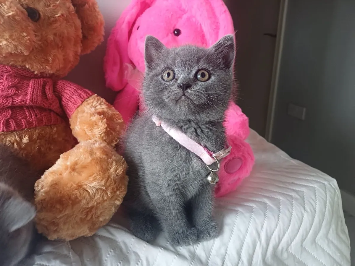 Amazing Purebred British Shorthair kittens 🥰 - Image 1