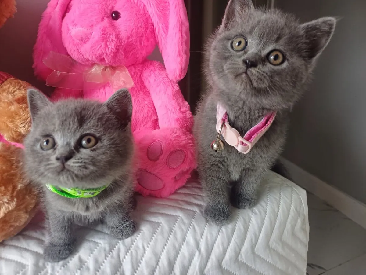 Amazing Purebred British Shorthair kittens 🥰 - Image 2
