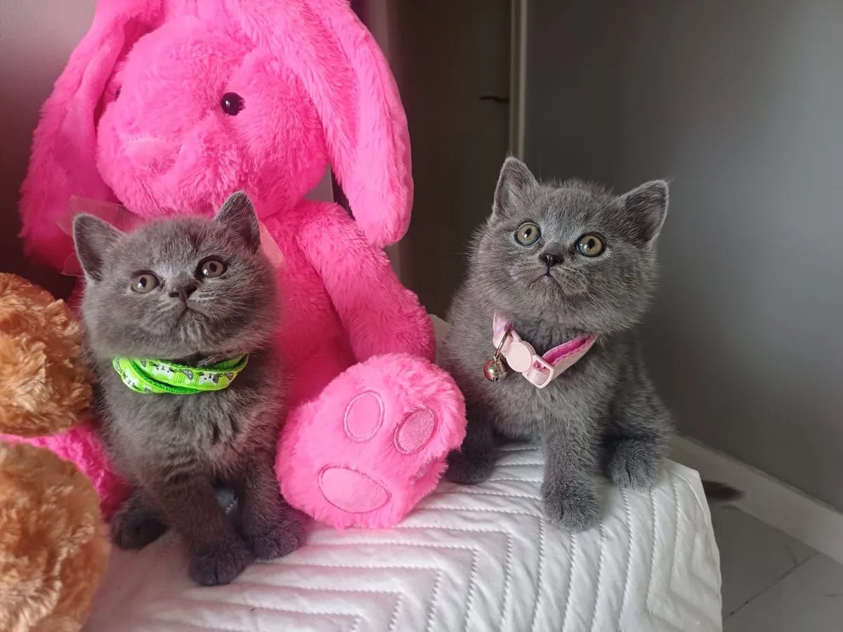 Amazing Purebred British Shorthair kittens 🥰 - Image 4
