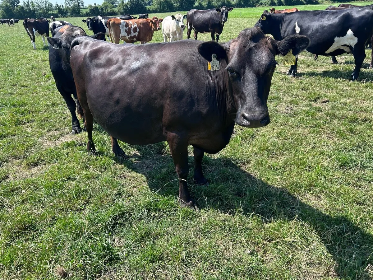 Frx dairy cow - Image 2