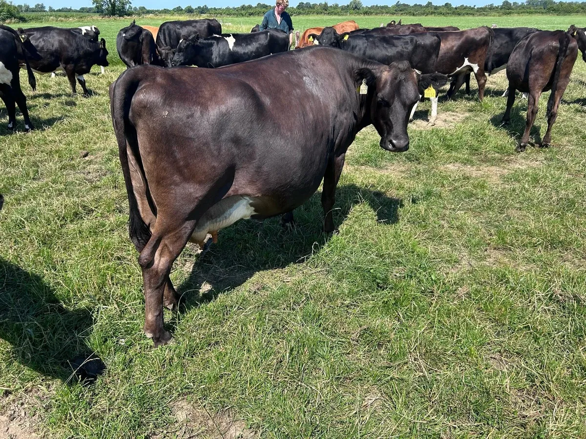Frx dairy cow - Image 3