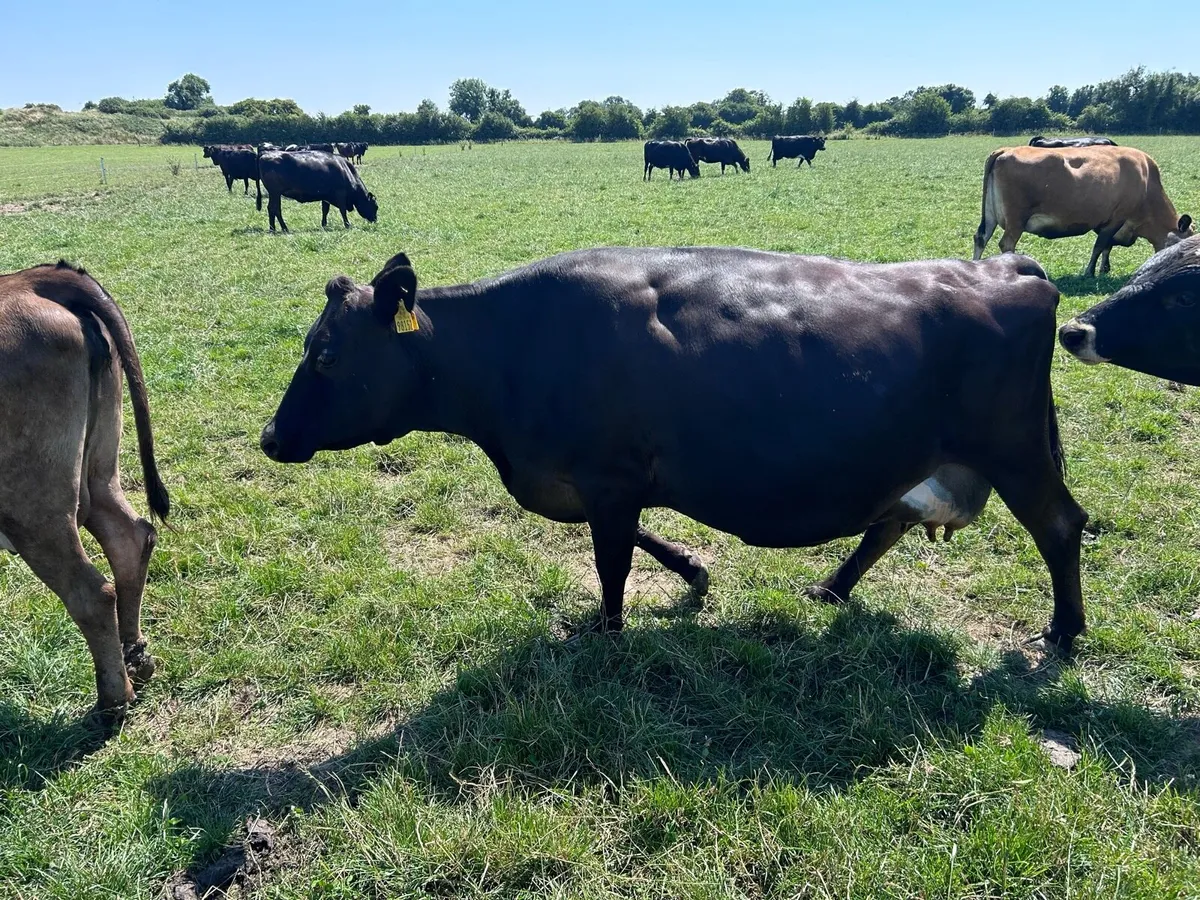 Frx dairy cow - Image 4