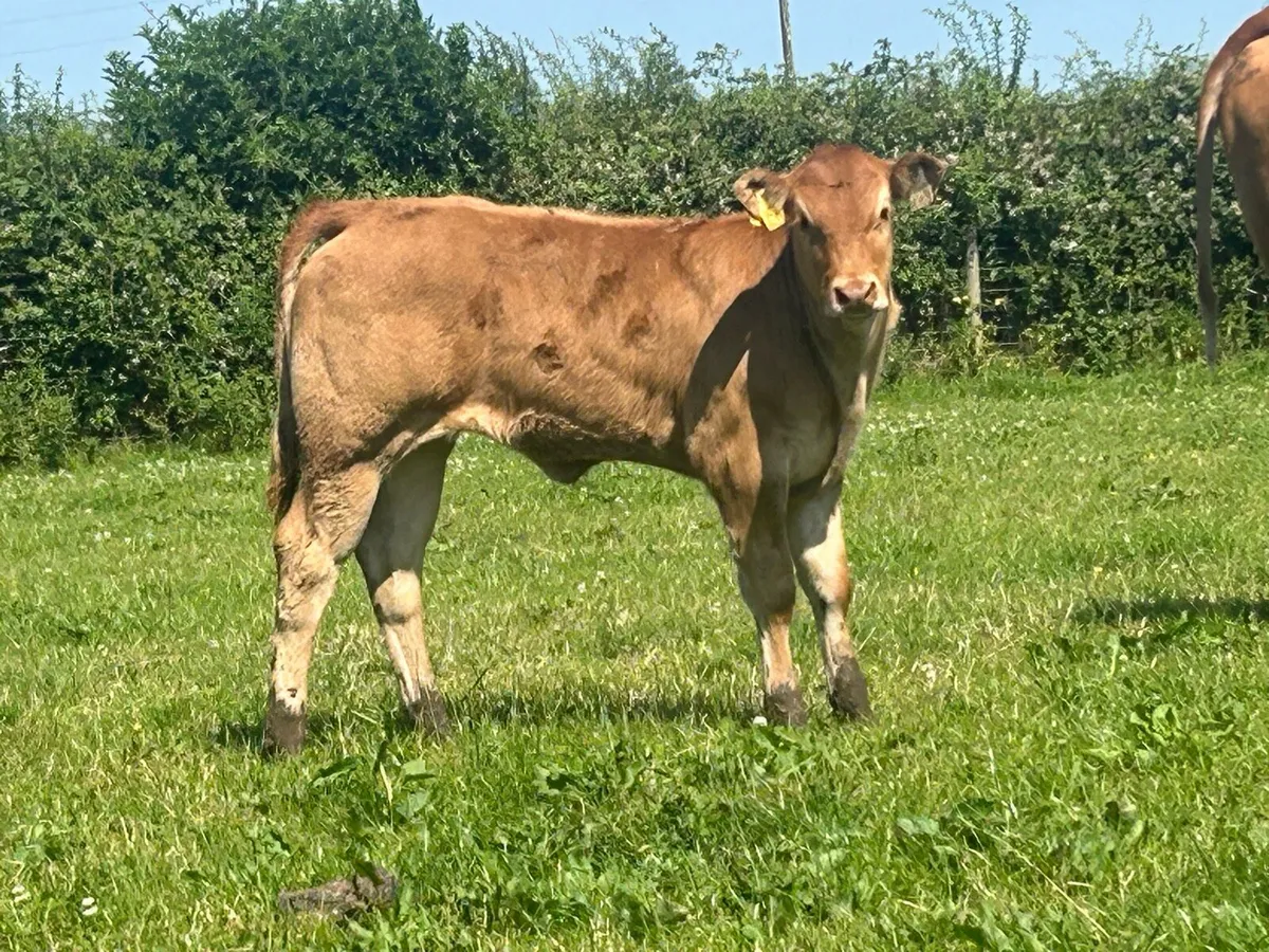 Super first calved limousine heifer and heifer - Image 2