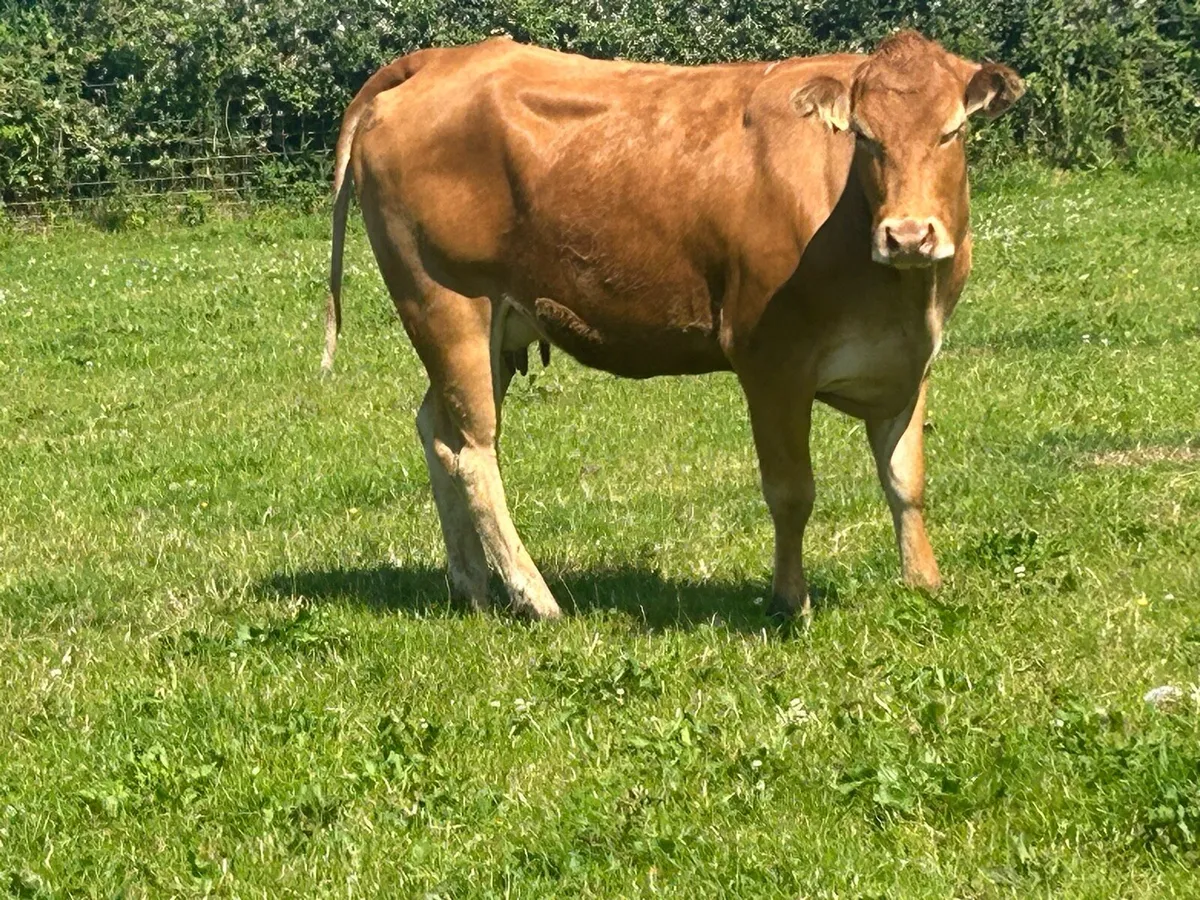 Super first calved limousine heifer and heifer - Image 3