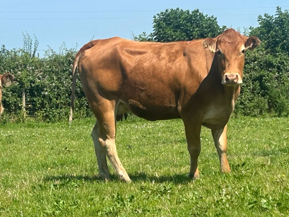 Super first calved limousine heifer and heifer - Image 4