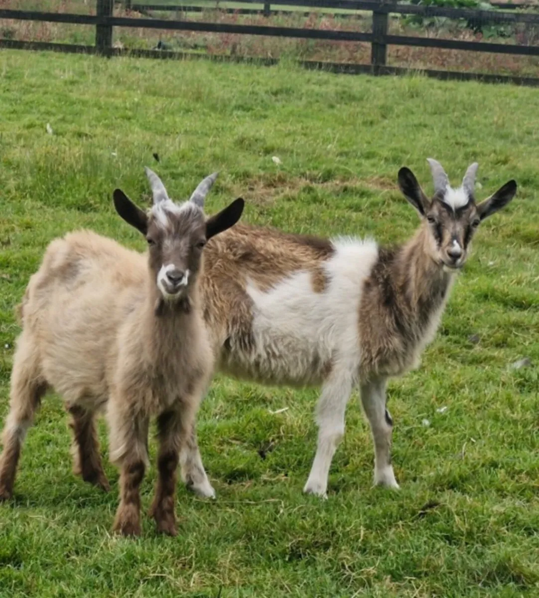 Goats