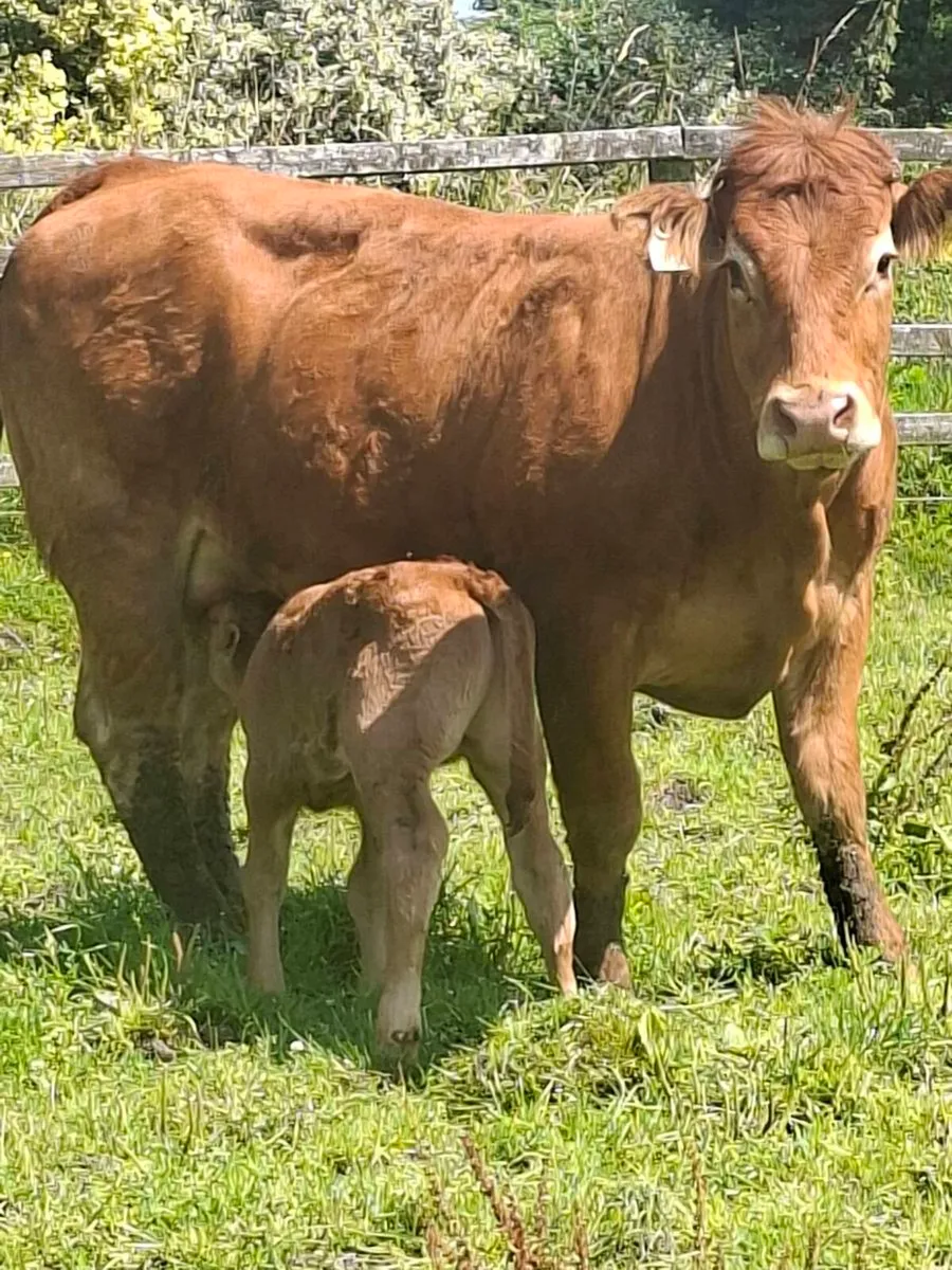 Calfed heifers - Image 3